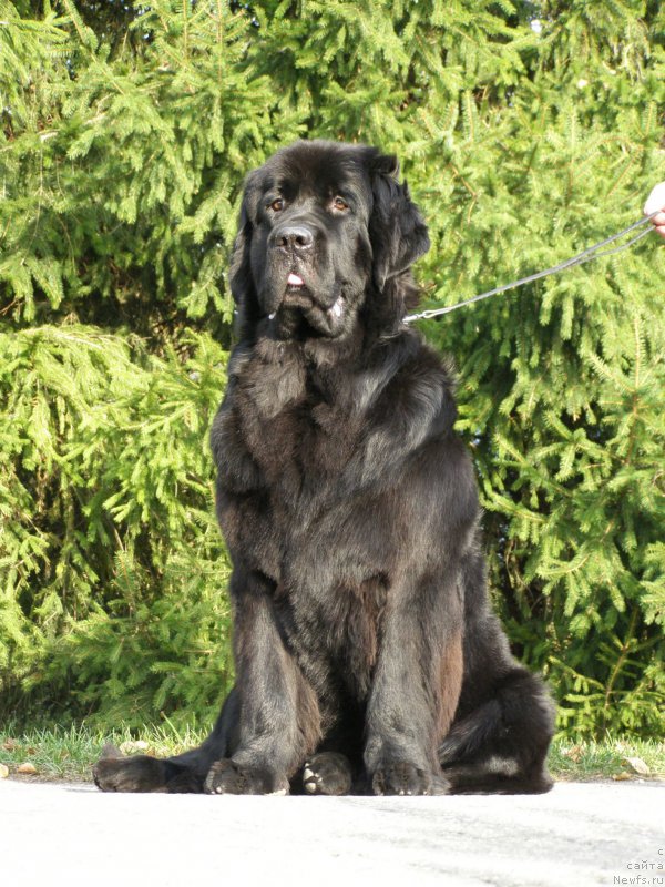 Фото: ньюфаундленд Черная Мафия Маубе Ше Вилл (Chernaya Mafia Maybe She Will)