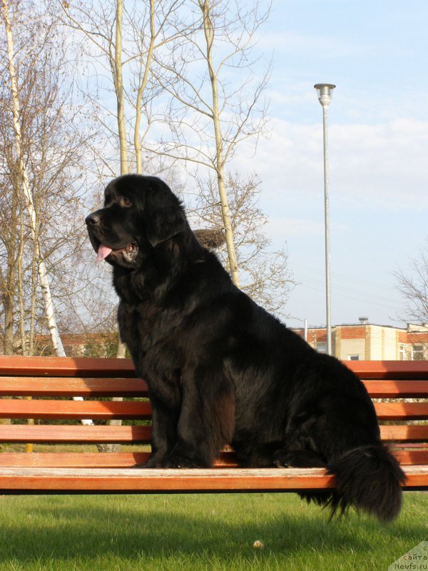 Фото: ньюфаундленд Черная Мафия Маубе Ше Вилл (Chernaya Mafia Maybe She Will)