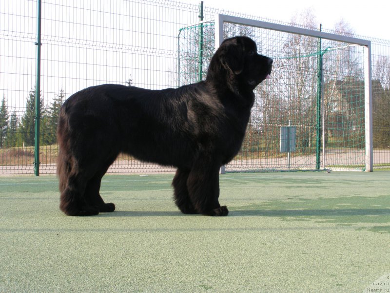 Фото: ньюфаундленд Черная Мафия Маубе Ше Вилл (Chernaya Mafia Maybe She Will)