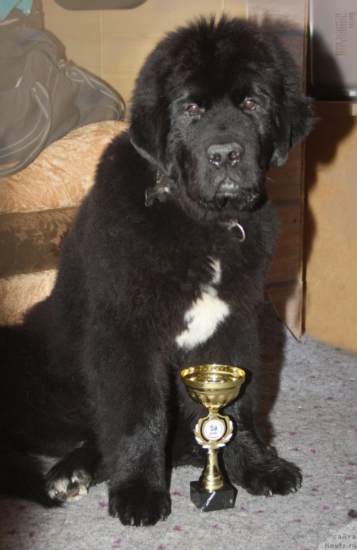 Фото: ньюфаундленд Бегущая по Волнам Чарт Топпер (Beguschaya po Volnam Сhart Topper)