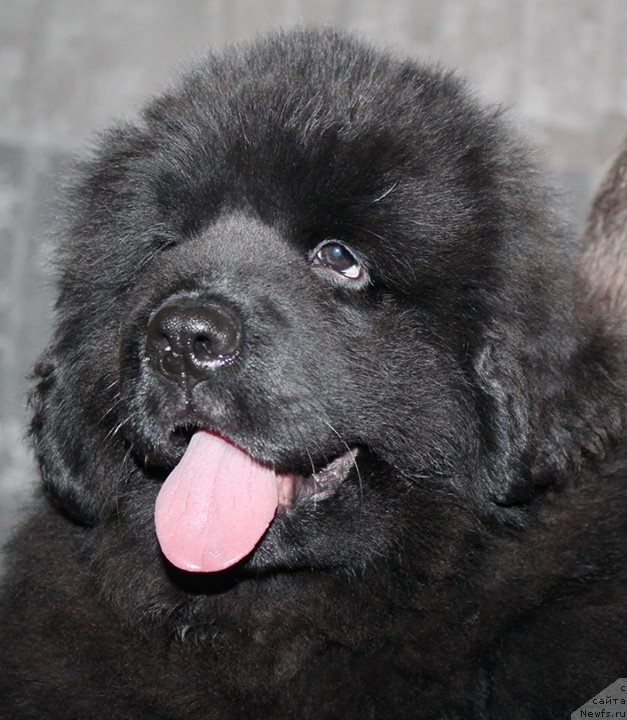 Фото: ньюфаундленд Альфа Дар Окса Авинсента (Alfa Dar Oksa Avinsenta)