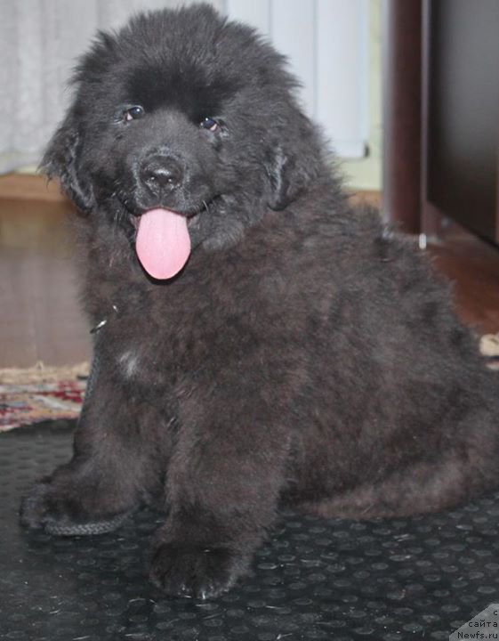 Фото: ньюфаундленд Альфа Дар Окса Авинсента (Alfa Dar Oksa Avinsenta)