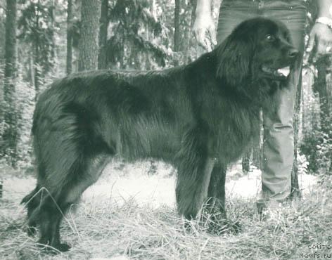 Фото: ньюфаундленд Гера Велькам