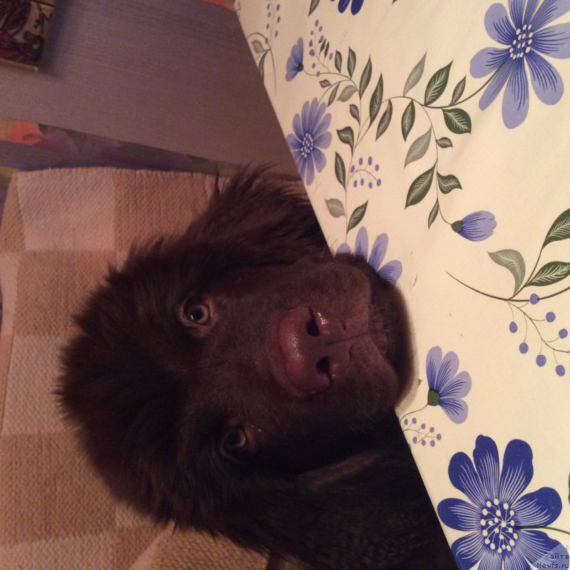 Фото: ньюфаундленд Браунблад МСК Хриса Хаккет Оллен (Brownblood MSK Hrica Hacket Ollen)