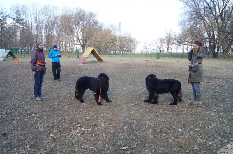 Фото: Мария Бойкова, ньюфаундленд Черный Чанк с Берега Дона (Chernyj Chank s Berega Dona), ньюфаундленд Сент Джонс Жозайя Валери