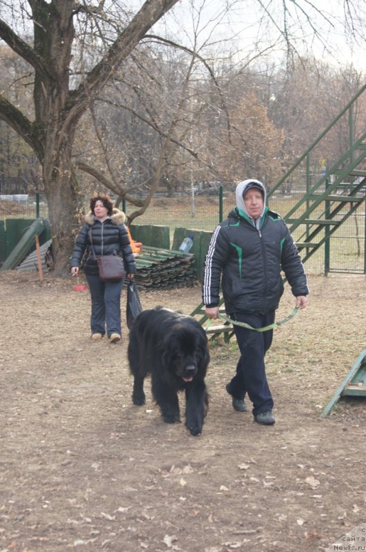 Фото: Оксана, ньюфаундленд Чистый Бриллиант Амиго (Chisty Brilliant Amigo), Валера