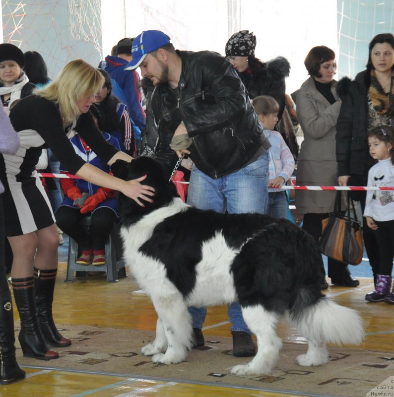 Фото: ньюфаундленд Леонардо Сан-Марино, Сергей Батирбеков