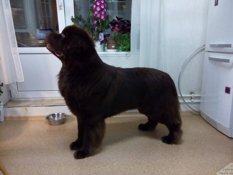 Фото: ньюфаундленд Ньюфорт Прадо