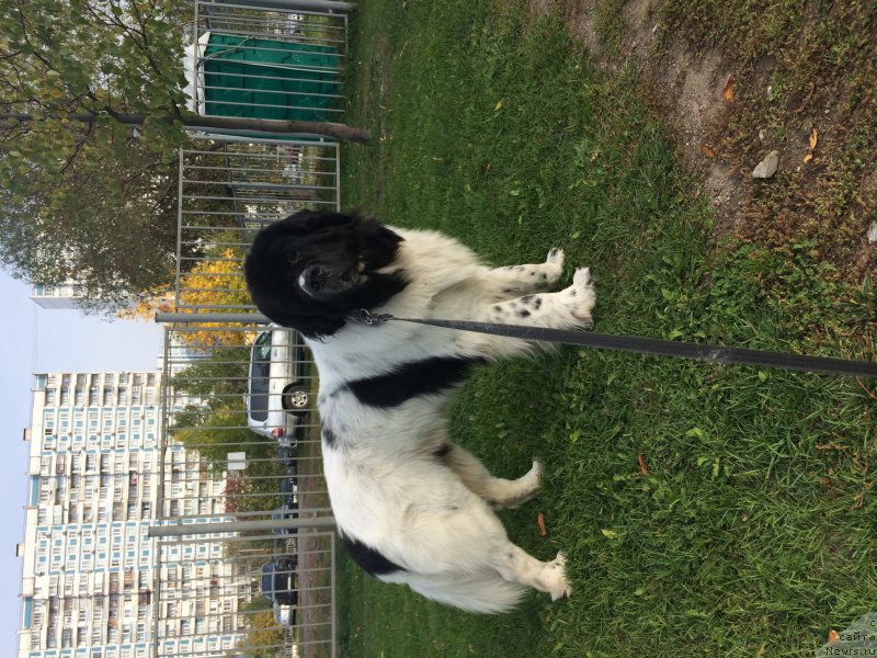 Фото: ньюфаундленд Fenix du Puy de Vendegre