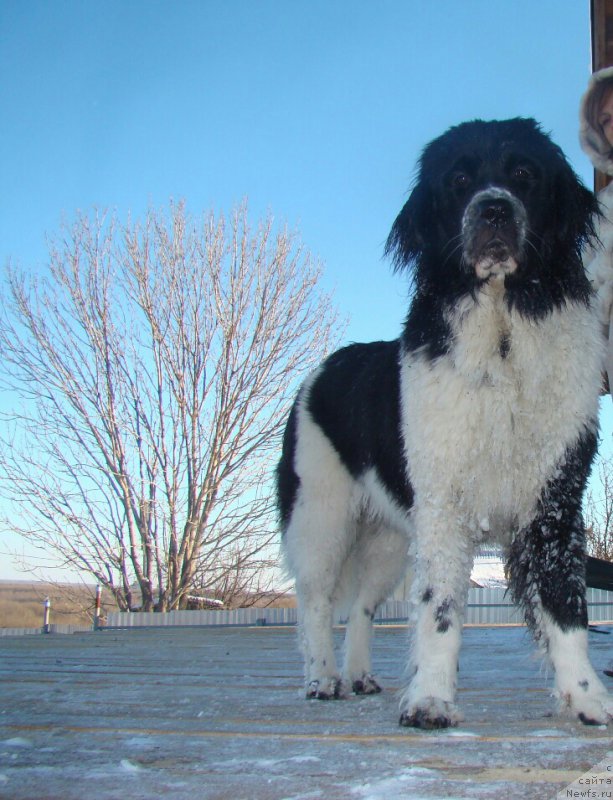 Фото: ньюфаундленд Сент Джонс Интрига