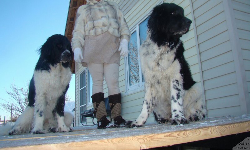 Фото: ньюфаундленд Сент Джонс Интрига, ньюфаундленд Сент Джонс Донна Саммер (Sent Djons Donna Summer)