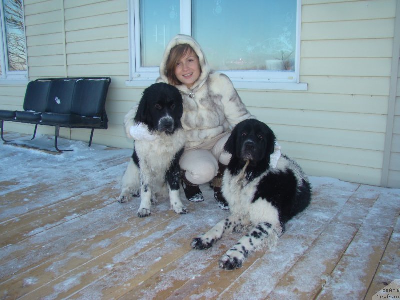 Фото: ньюфаундленд Сент Джонс Интрига, ньюфаундленд Сент Джонс Донна Саммер (Sent Djons Donna Summer)