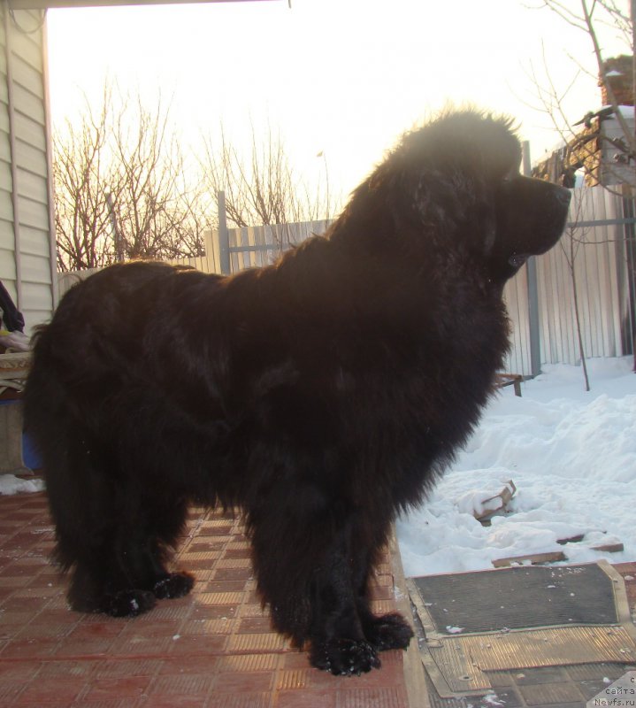 Фото: ньюфаундленд Обаятельная Леди от Ласкового Дельфина