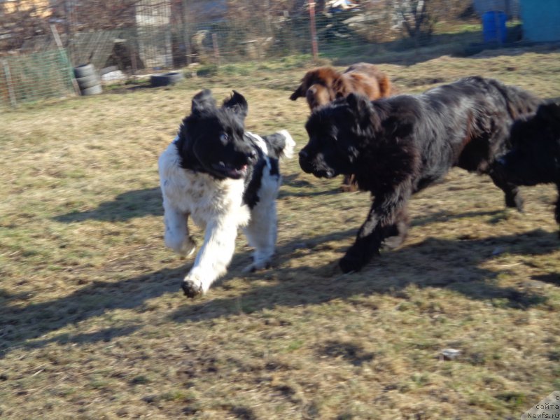 Фото: ньюфаундленд Супер Премиум Литониэль Валланинор (Super Premium Litoniel Vallaninor), ньюфаундленд Супер Премиум Нао Дел Трато