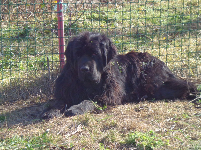 Фото: ньюфаундленд Супер Премиум Нао Дел Трато