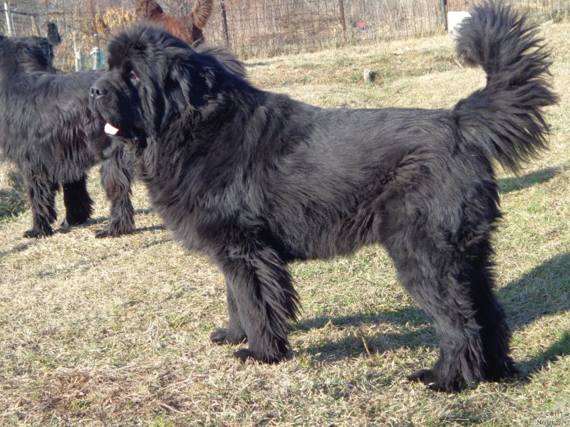 Фото: ньюфаундленд Супер Премиум Микадо (Super Premium Mikado)