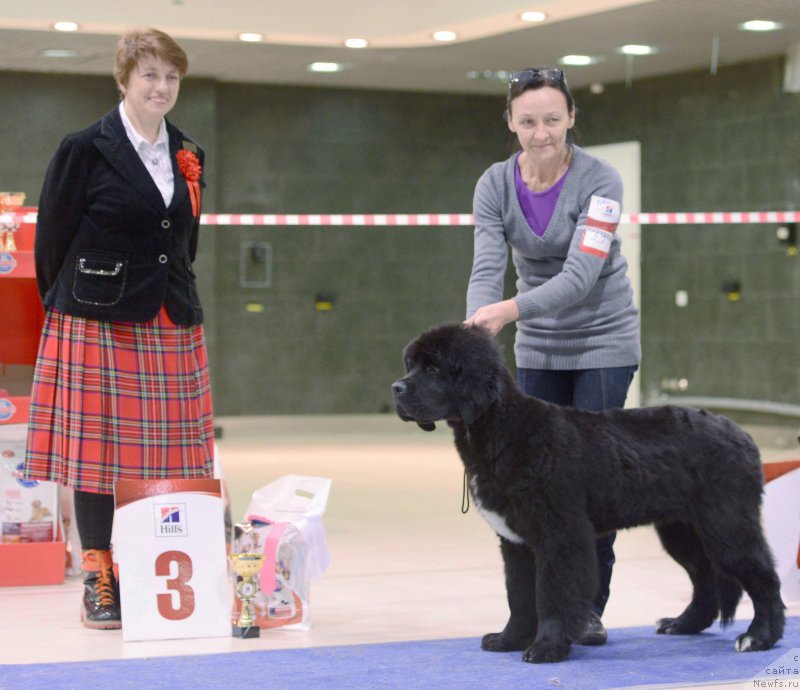 Фото: ньюфаундленд Бегущая по Волнам Чарт Топпер (Beguschaya po Volnam Сhart Topper), Ольга Королева
