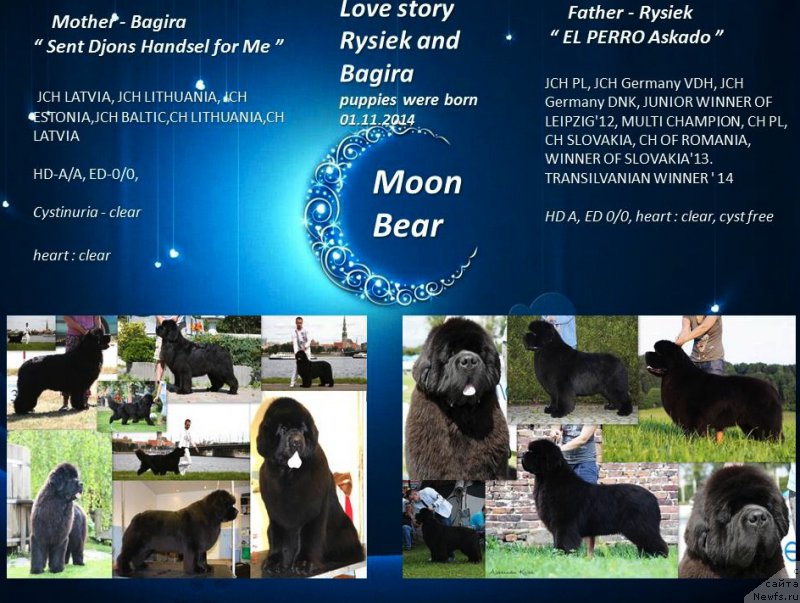 Фото: ньюфаундленд Сент Джонс Хендсел фо Ми (Sent Djons Handsel for Me)