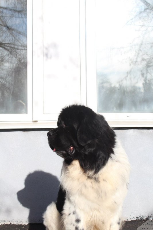 Фото: ньюфаундленд Кипер Соул Ноу Даут Бэст (Keeper Soul Nou Daut Best)