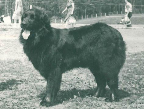 Фото: ньюфаундленд Гресси Туана