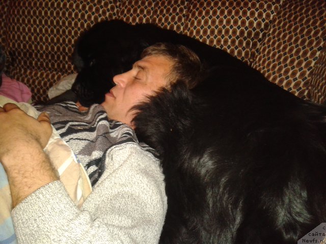 Фото: ньюфаундленд Супер Премиум Мерлин Монро