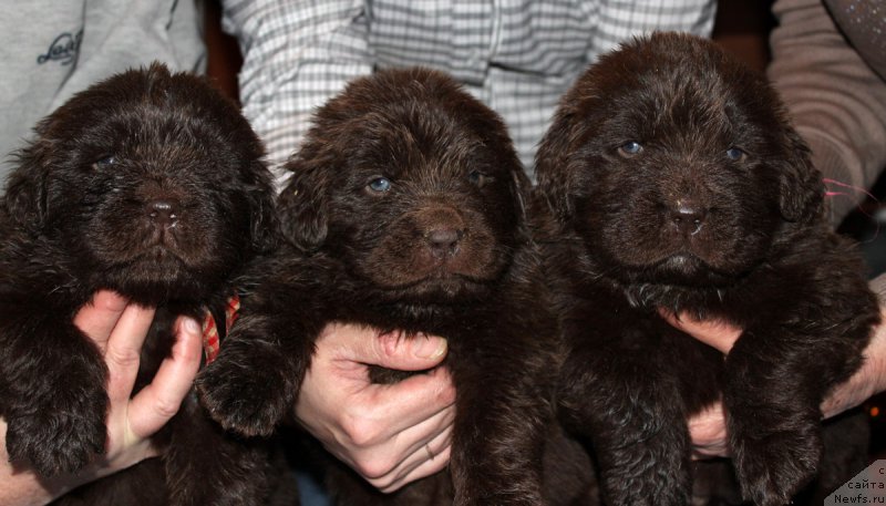 Фото: ньюфаундленд Наоми Таголири фор Браунблад (Naomi Tagoliri for Brouwnblood), ньюфаундленд Ниагара Смарт Лесс, ньюфаундленд Николь Голд Стар (Nikol Gold Star)