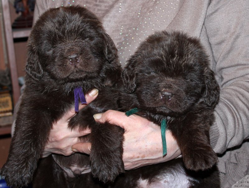 Фото: ньюфаундленд Нэш Соллар Винд, ньюфаундленд Нобл Кинг Май Лорд Симба