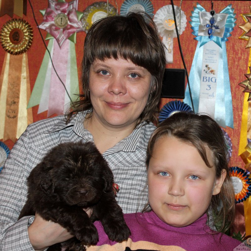 Фото: ньюфаундленд Наоми Таголири фор Браунблад (Naomi Tagoliri for Brouwnblood)