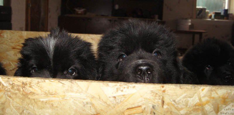 Фото: ньюфаундленд Супер Бизон Малина, ньюфаундленд Супер Бизон Мелодия