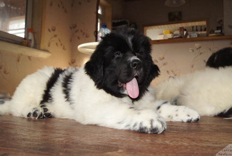 Фото: ньюфаундленд Супер Бизон Малина