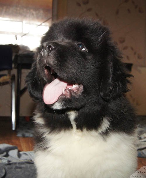 Фото: ньюфаундленд Супер Бизон Мелодия