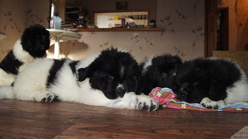 Фото: ньюфаундленд Супер Бизон Матильда, ньюфаундленд Супер Бизон Малина, ньюфаундленд Супер Бизон Мирослава, ньюфаундленд Супер Бизон Мелодия