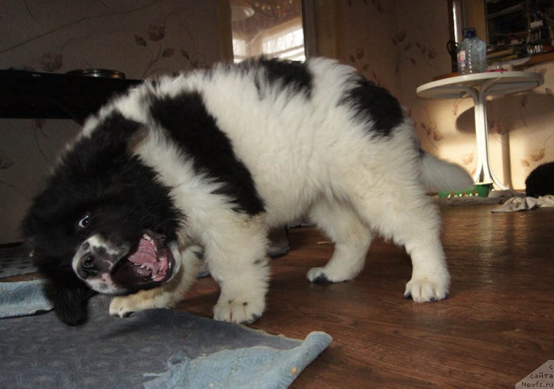 Фото: ньюфаундленд Супер Бизон Мурсиелага