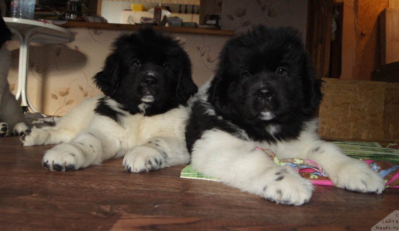 Фото: ньюфаундленд Супер Бизон Мирослава, ньюфаундленд Супер Бизон Мелодия