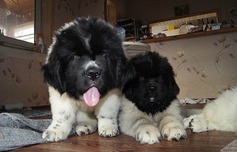 Фото: ньюфаундленд Супер Бизон Малина, ньюфаундленд Супер Бизон Мелодия