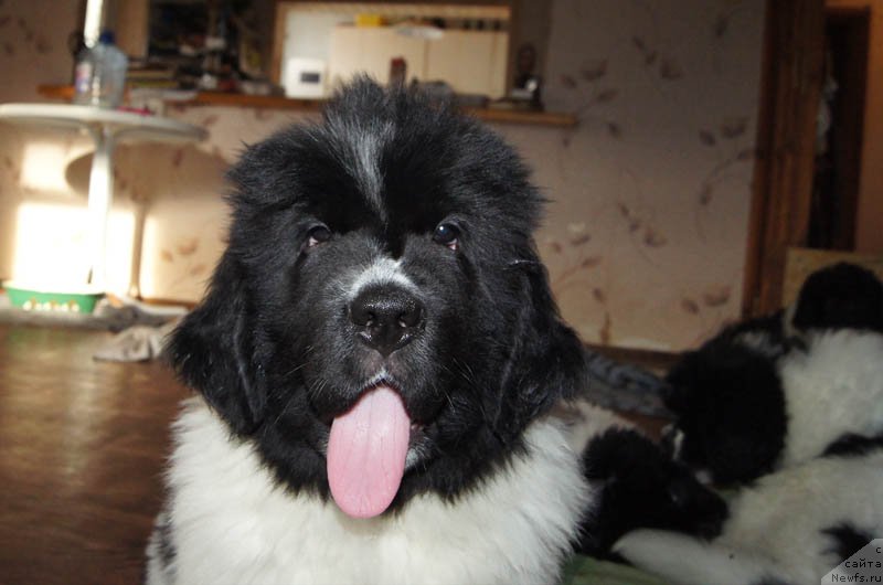 Фото: ньюфаундленд Супер Бизон Малина