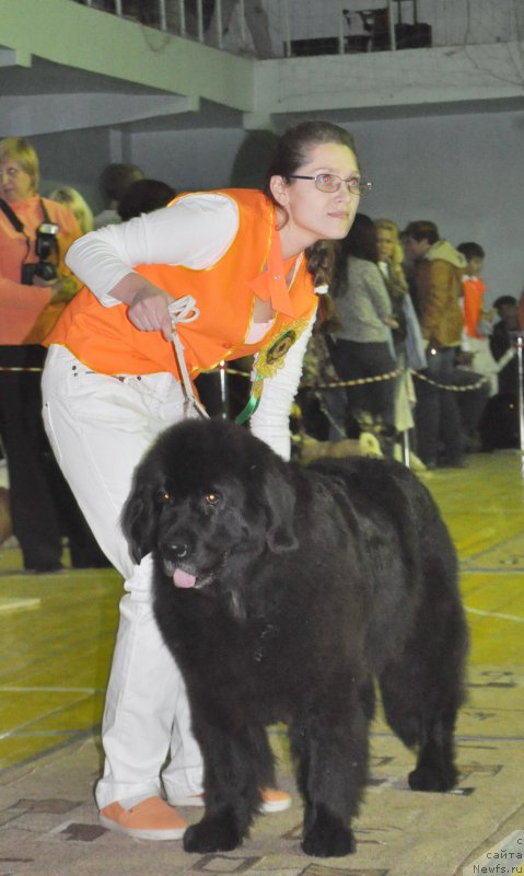 Фото: ньюфаундленд Рокот Волны Варга Кара Аюлар (Rokot Volny Varga Kara Ayular), Наталья Корчага