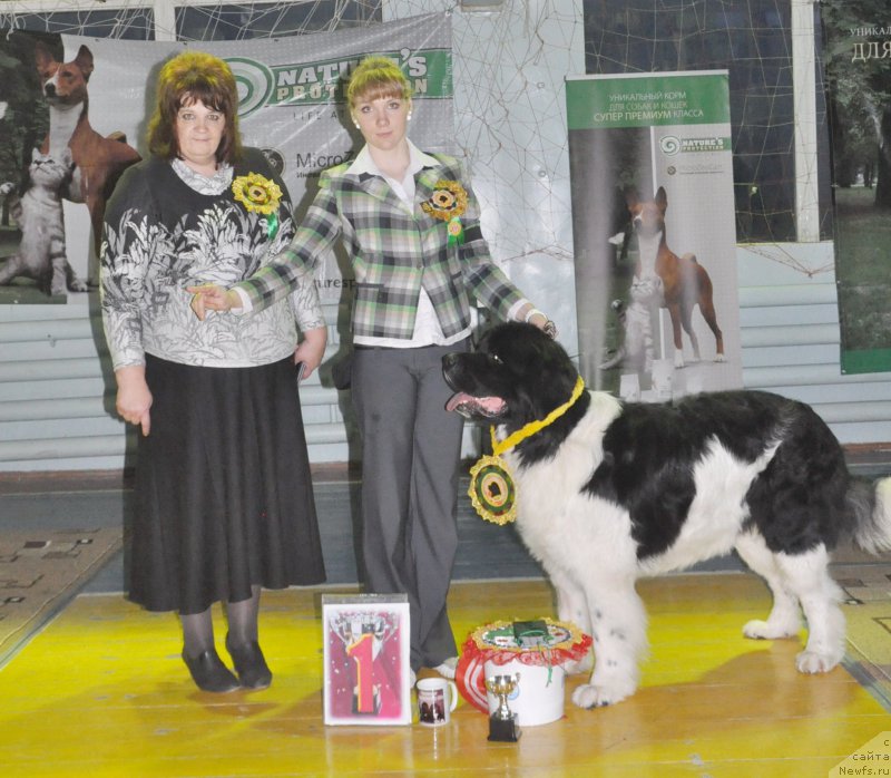 Фото: ньюфаундленд Леонардо Сан-Марино, Катерина Даутова, Валерия Ракута