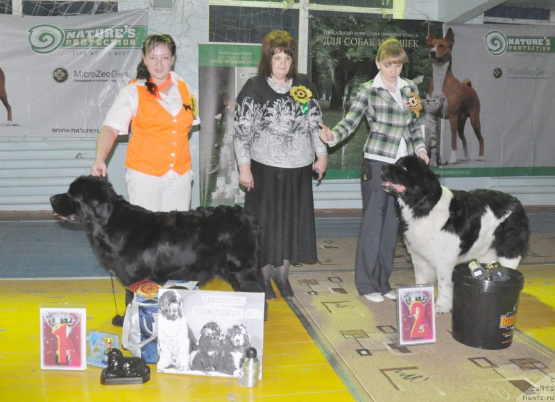 Фото: ньюфаундленд Леонардо Сан-Марино, ньюфаундленд Кара Аюлар Алмазная Принцесса, Татьяна Рустанова, Катерина, Валерия Ракута