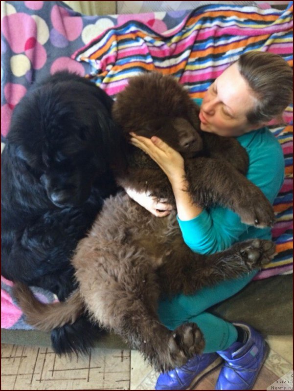 Фото: ньюфаундленд Браунблад МСК Хаким Голд Хайдар (Brownblood MSK Hakim Gold Haydar), ньюфаундленд Ньюфорт Тайм'с Голд Алекса, Лена Зырина