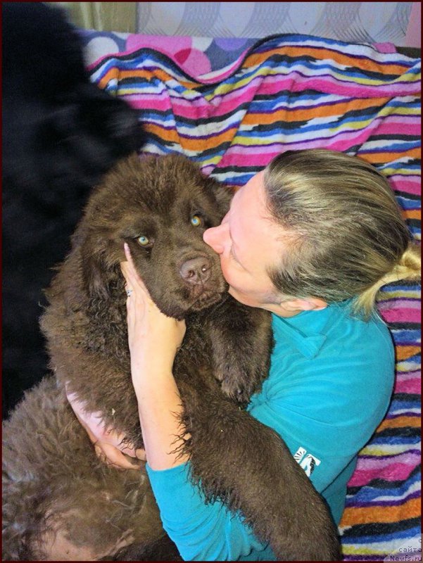 Фото: ньюфаундленд Браунблад МСК Хаким Голд Хайдар (Brownblood MSK Hakim Gold Haydar), ньюфаундленд Ньюфорт Тайм'с Голд Алекса, Лена Зырина