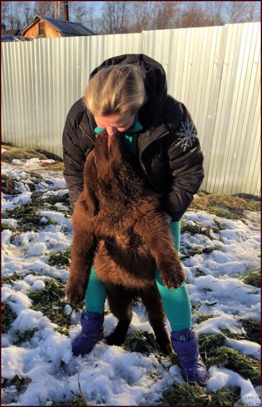 Фото: ньюфаундленд Браунблад МСК Хаким Голд Хайдар (Brownblood MSK Hakim Gold Haydar), Лена Зырина