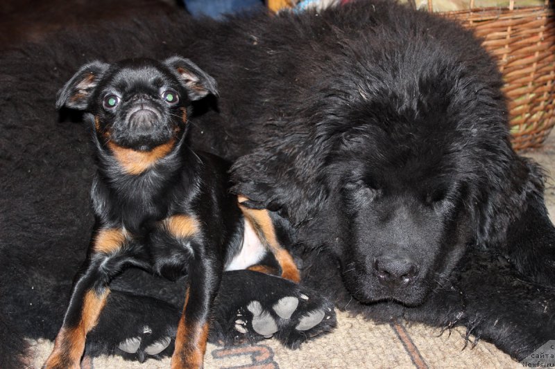 Фото: ньюфаундленд Браунблад МСК Хелфи Бэст Армани (Brownblood MSK Helfi Best Armani)