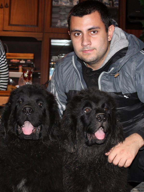 Фото: Владимир Хачатрян, ньюфаундленд Браунблад МСК Хелфи Бэст Армани (Brownblood MSK Helfi Best Armani), ньюфаундленд Браунблад МСК Харрикейн Хиггенс (Brownblood MSK Harricane Higgins)