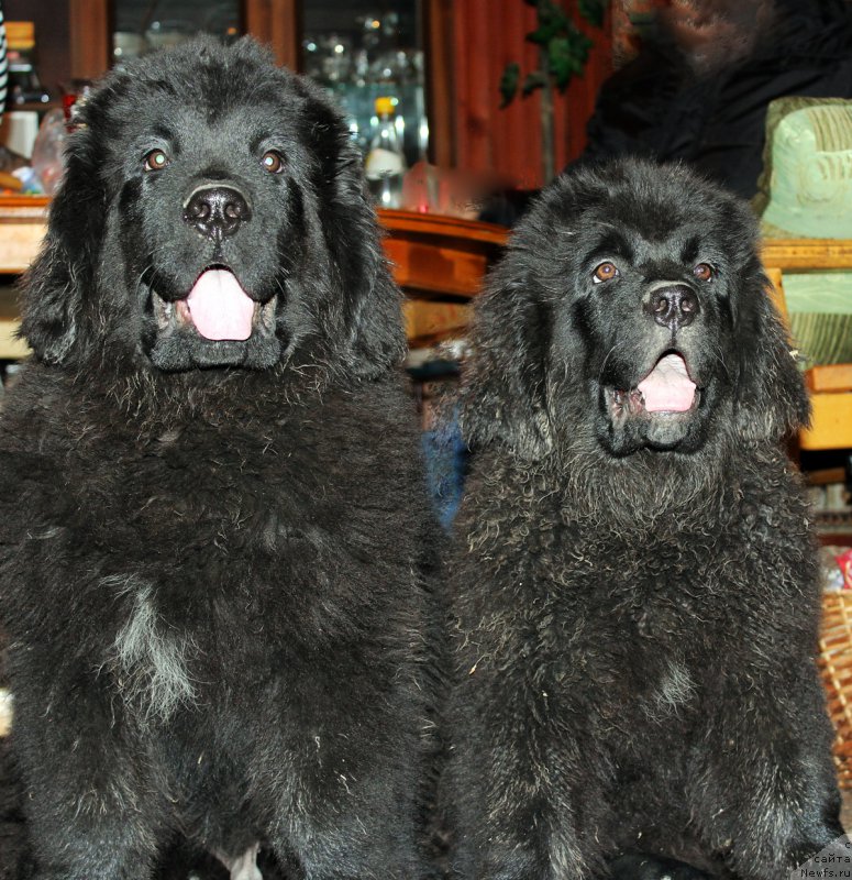 Фото: ньюфаундленд Браунблад МСК Хелфи Бэст Армани (Brownblood MSK Helfi Best Armani), ньюфаундленд Браунблад МСК Харрикейн Хиггенс (Brownblood MSK Harricane Higgins)