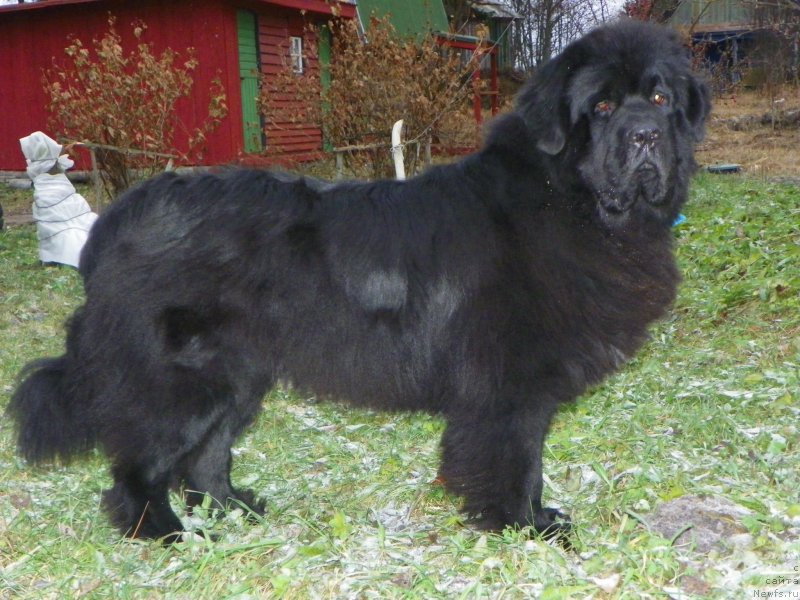 Фото: ньюфаундленд Vivat Brave Master Super Mishka