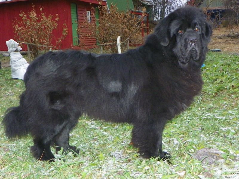 Фото: ньюфаундленд Vivat Brave Master Super Mishka