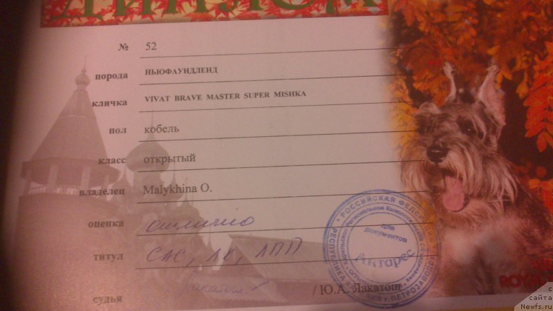 Фото: ньюфаундленд Vivat Brave Master Super Mishka