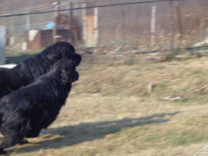Фото: ньюфаундленд Вито Качо Ферл (Vito Kacho Ferl), ньюфаундленд Супер Премиум Немессис