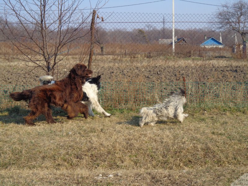 Фото: ньюфаундленд Супер Премиум Литониэль Валланинор (Super Premium Litoniel Vallaninor), [d13238]и Торти
